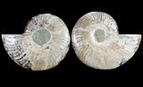 Cut & Polished Ammonite Fossil - Agatized Fossil #85226-1
